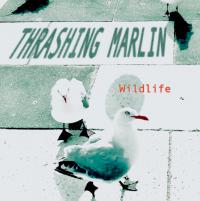 Album release from Thrashing Marlin